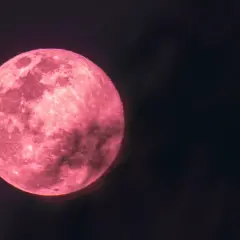 Pełnia różowego księżyca rozświetla nocne niebo, ukazując swoje kratery i morza.