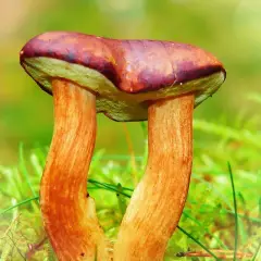 Gdzie na grzyby z noclegiem? Odkryj idealne miejsca na wypoczynek