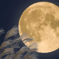 Pełnia w marcu nad polami traw. Jasna tarcza księżyca oświetla nocne niebo, a wiatr porusza delikatne źdźbła.