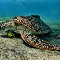 Wielka żółw morska z rybką na piasku. Podwodny świat rafy koralowej Marsa Alam.