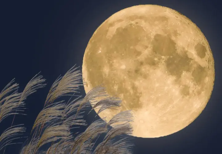 Pełnia w marcu nad polami traw. Jasna tarcza księżyca oświetla nocne niebo, a wiatr porusza delikatne źdźbła.