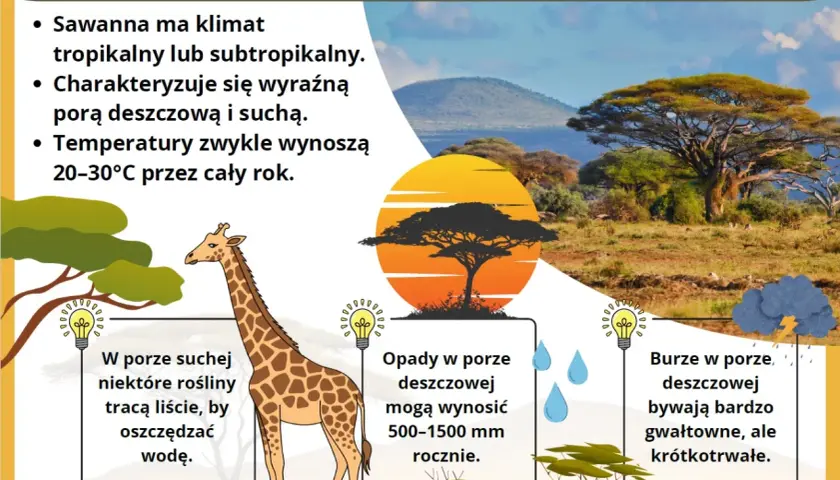 Sawanna z żyrafą i akacją w słońcu. Klimat sawanny jest tropikalny, z porą deszczową i suchą.