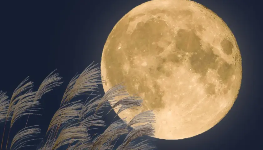 Pełnia w marcu nad polami traw. Jasna tarcza księżyca oświetla nocne niebo, a wiatr porusza delikatne źdźbła.