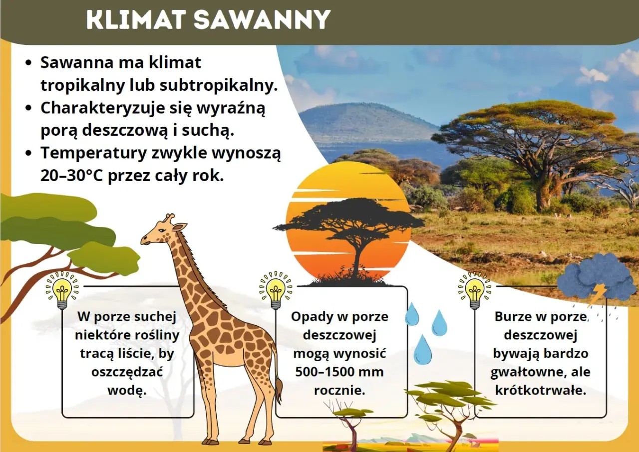 Sawanna z żyrafą i akacją w słońcu. Klimat sawanny jest tropikalny, z porą deszczową i suchą.